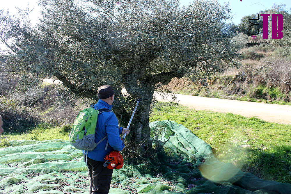 oleoturismo en Ahigal de los Aceiteros